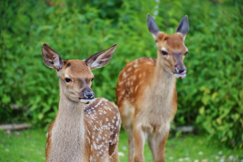 roe-deer-kitz-wild-forest-122431